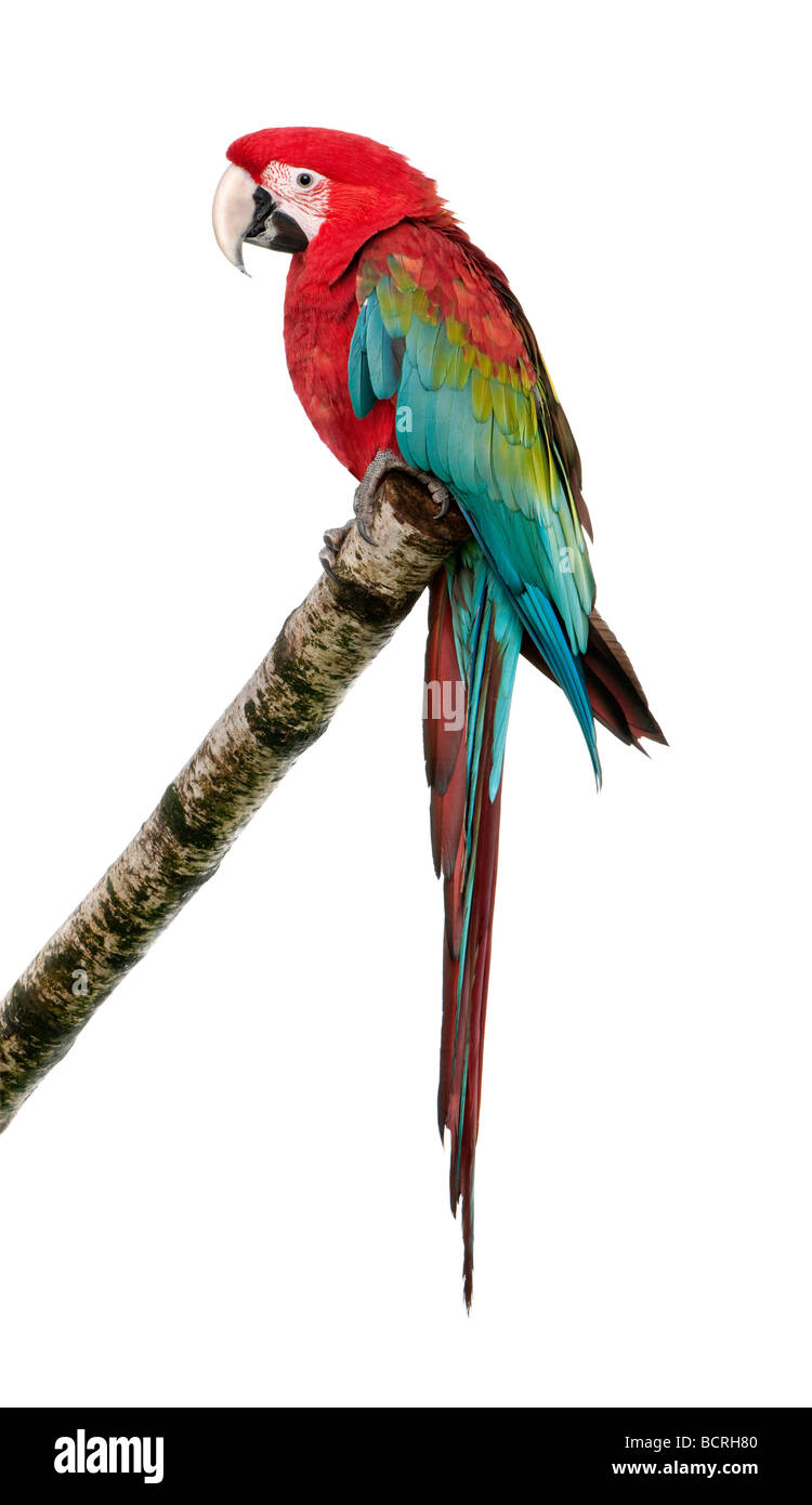 Green winged Macaw, Ara chloropterus, 18 mois, devant un fond blanc, studio shot Banque D'Images