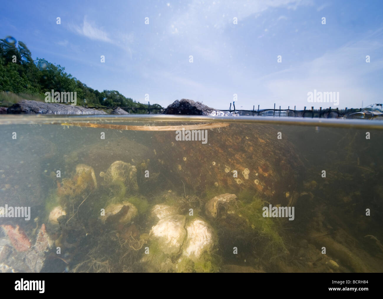 D'huîtres (Crassostrea gigas) vision image split, Suède Banque D'Images