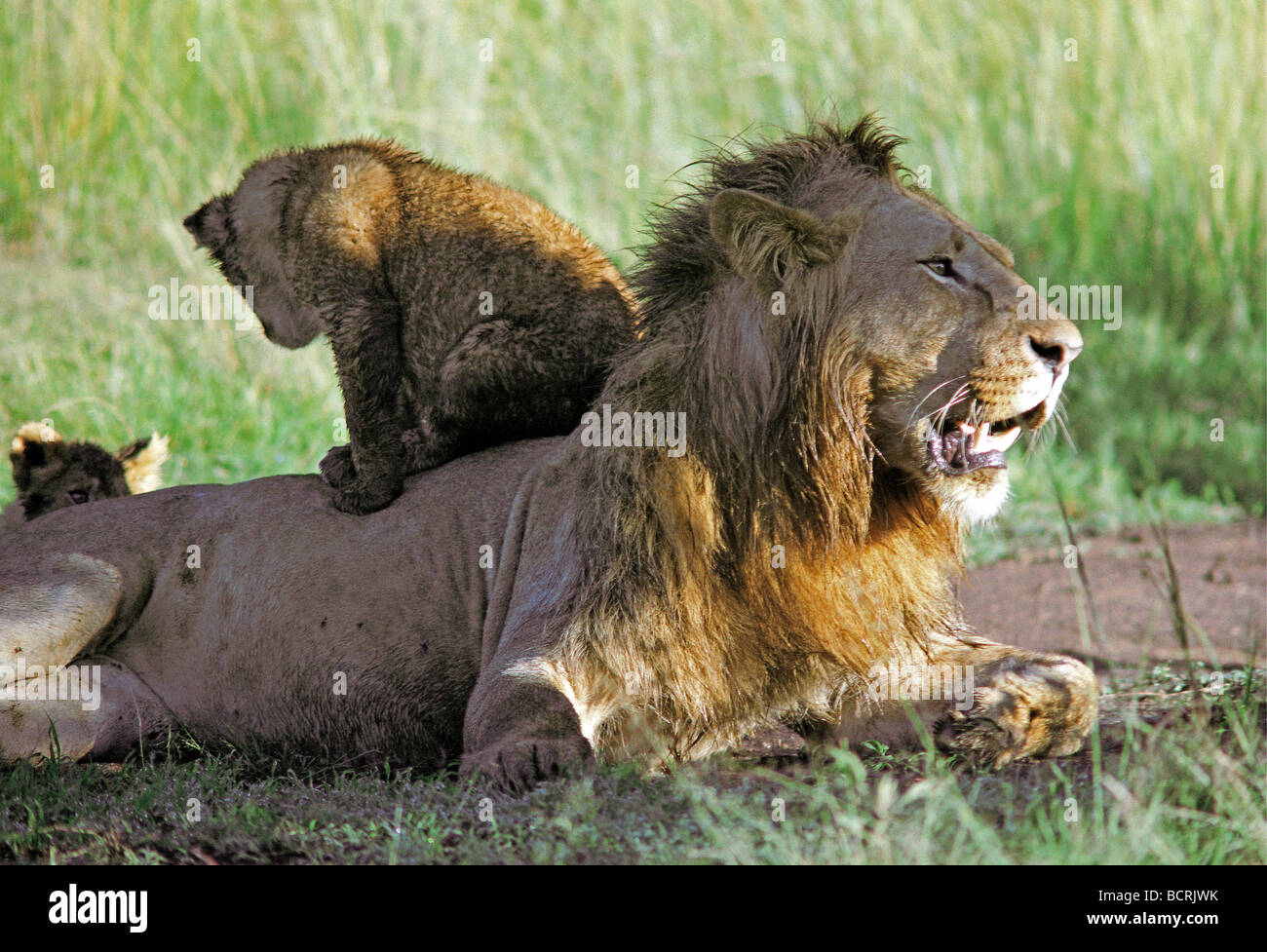 Jeune Lion cub assis sur le dessus du lion mâle adulte de la réserve nationale de Masai Mara au Kenya Afrique de l'Est Banque D'Images