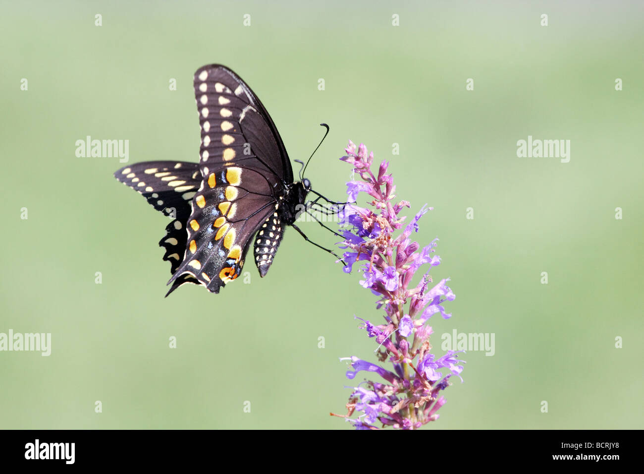 Papillon noir Banque D'Images