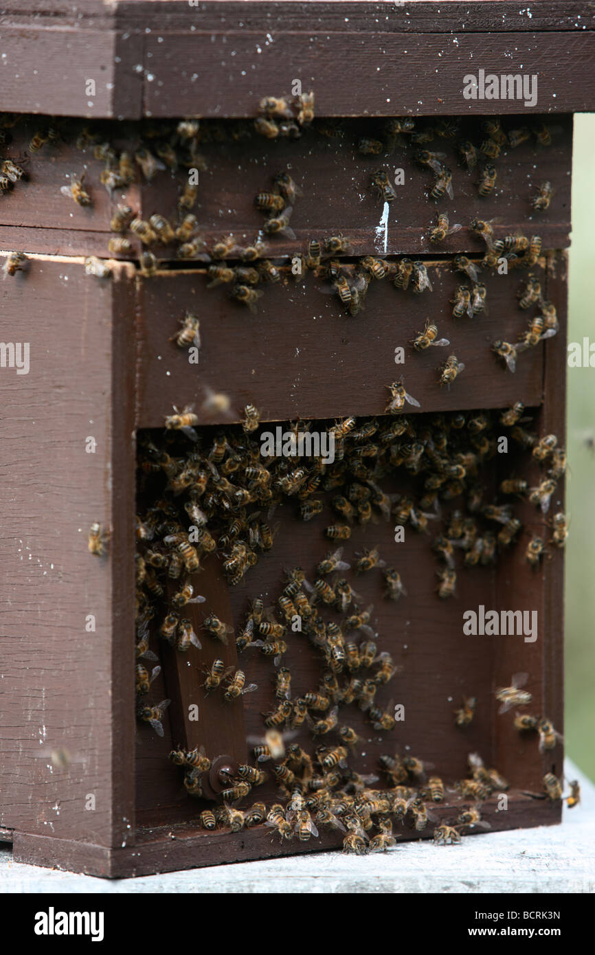 Les abeilles du miel dans la ruche Bedfordshire UK summer Banque D'Images