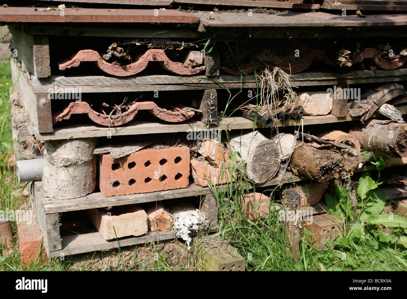 Reproduction des insectes de l'habitat par l'homme fort de l'été 2009 Bedfordshire Banque D'Images