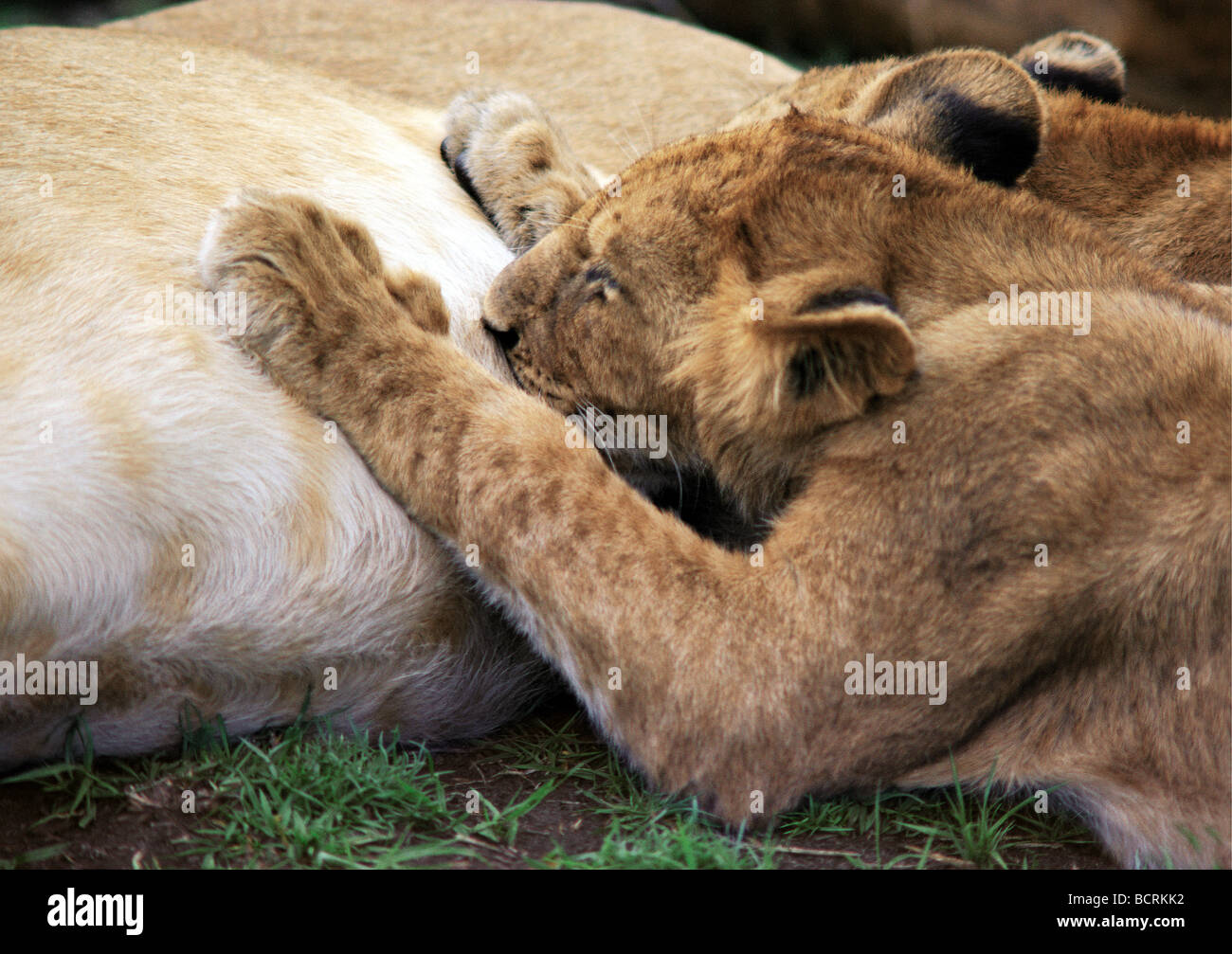 Close up of lion cub suckling Masai Mara National Reserve Kenya Afrique de l'Est Banque D'Images