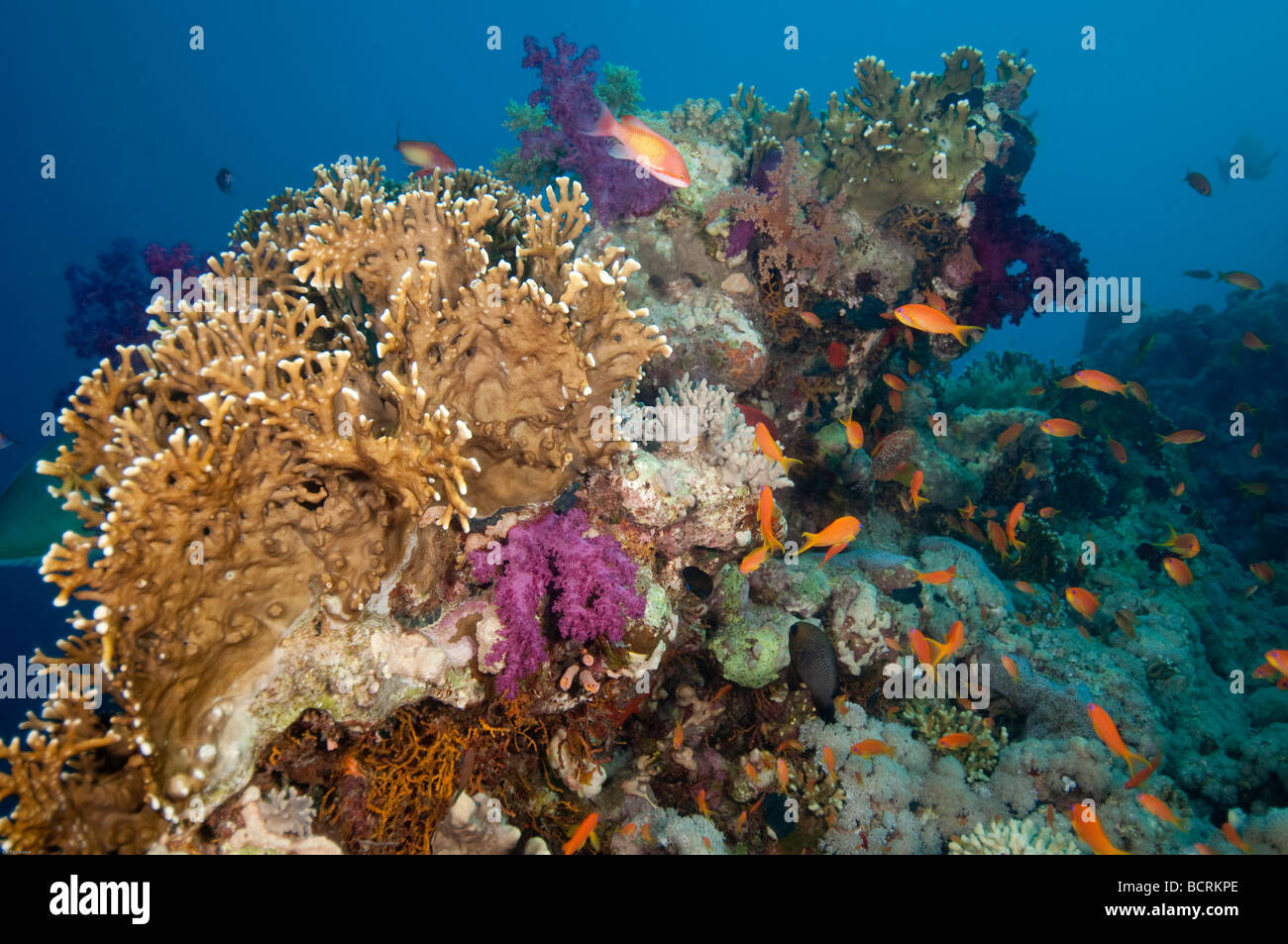 Les récifs coralliens offrent une protection pour les petits poissons comme ces Anthias poisson cette tête de corail. Banque D'Images