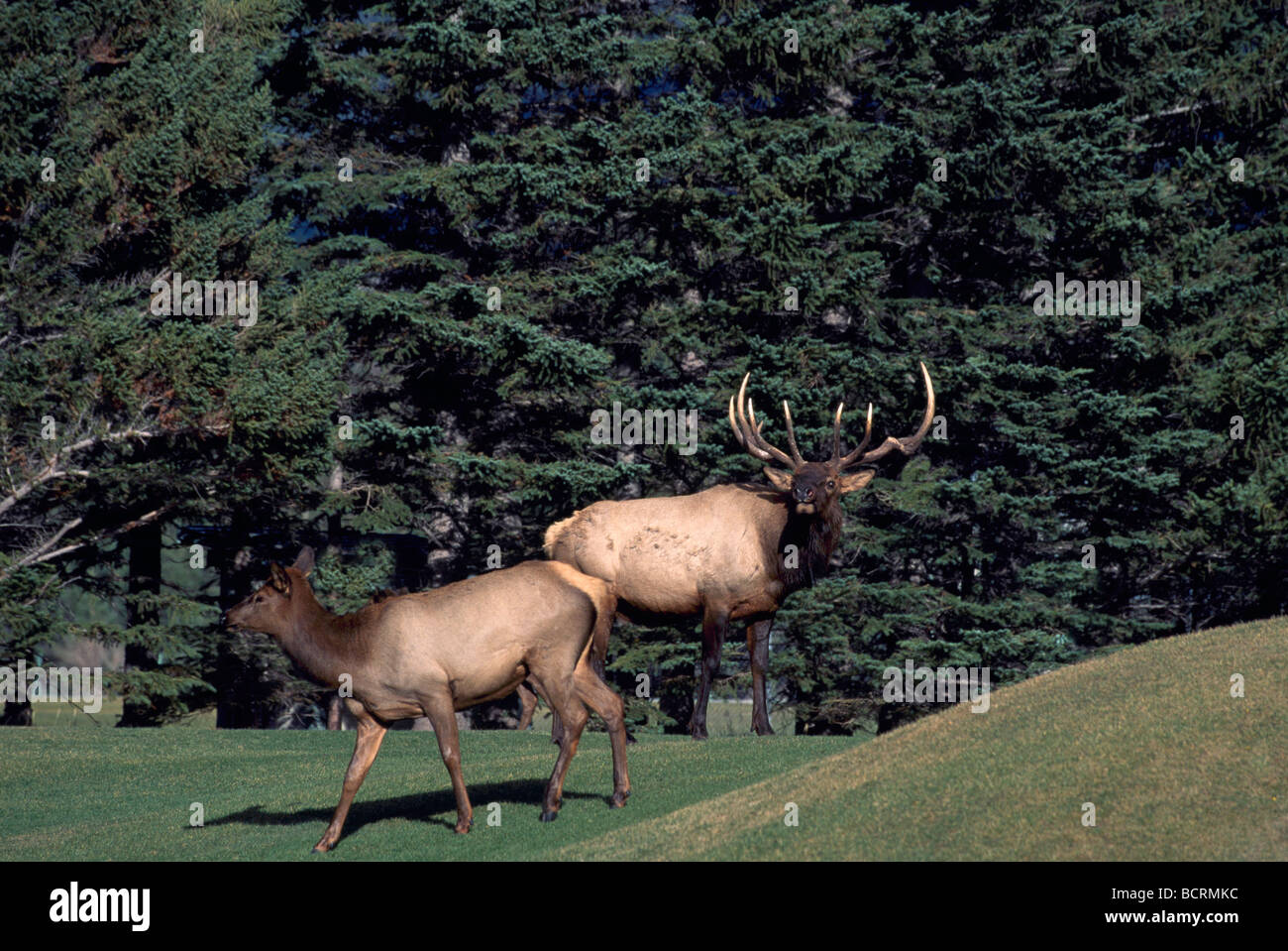 Bull Elk et GC (Cervus canadensis) pâturage sur parcours de golf, Banff, Alberta, Canada - Banff National Park, Canadian Rockies Banque D'Images