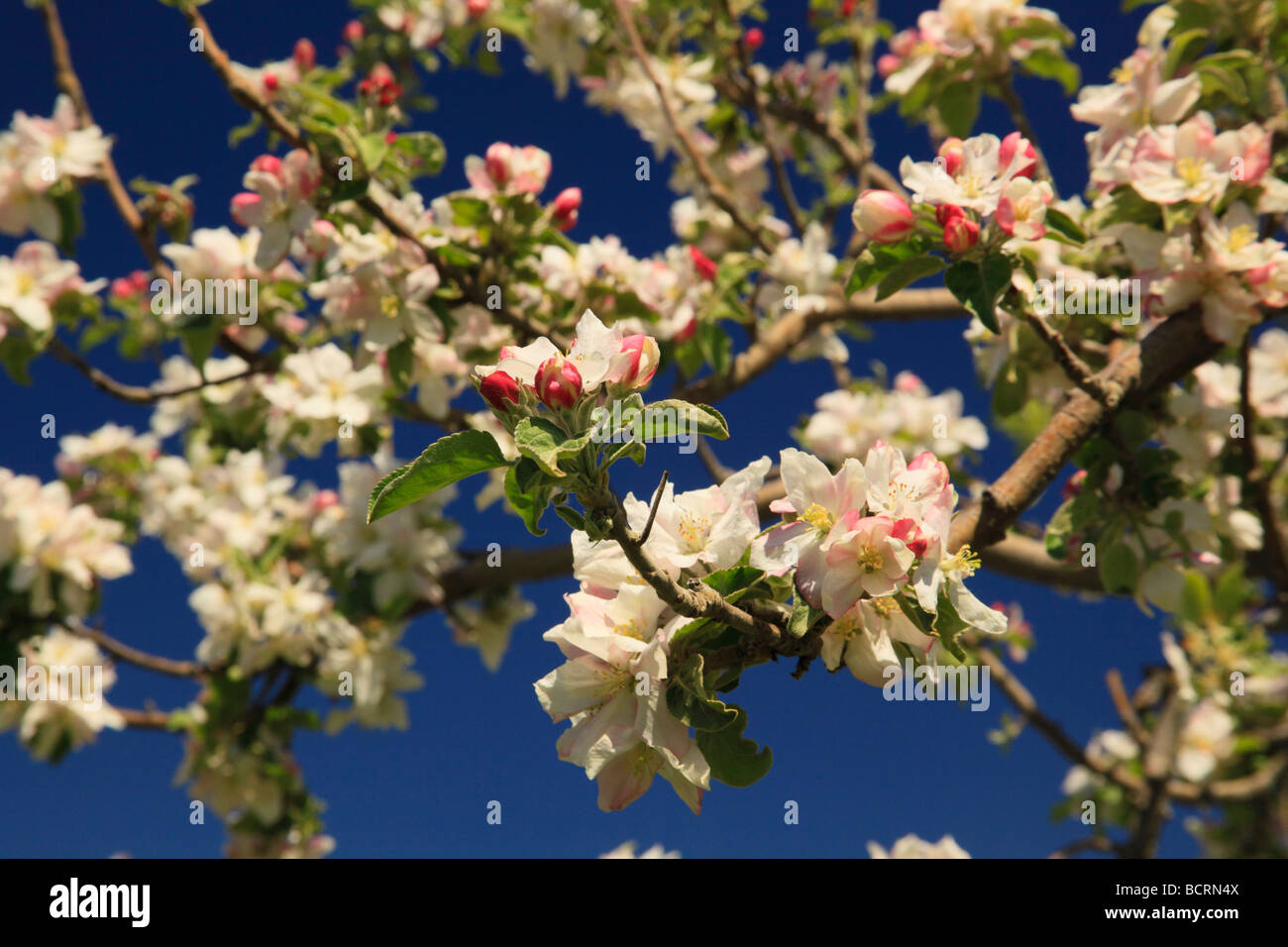 Floraison printanière de apple orchard Crozet Albemarle County en Virginie Banque D'Images
