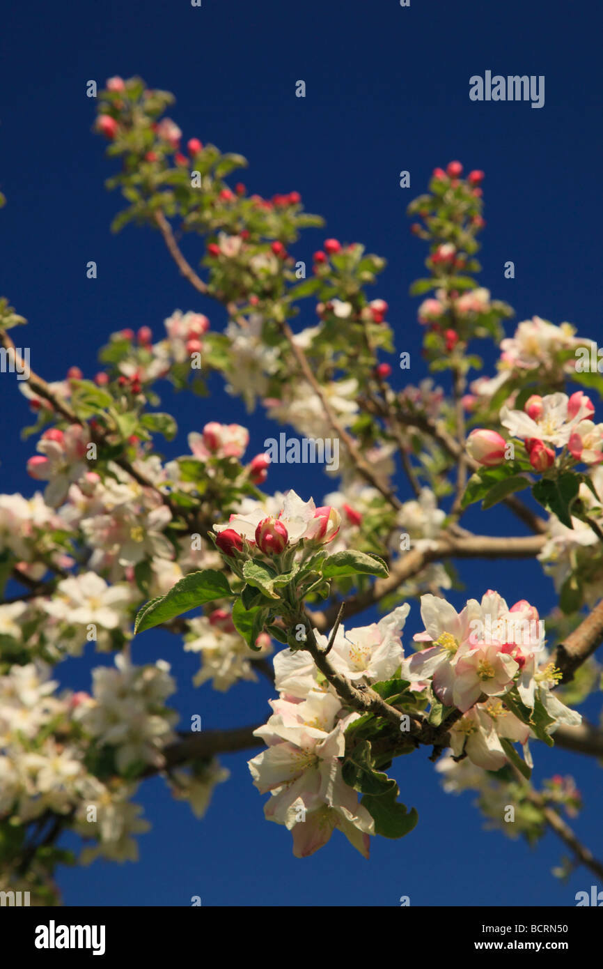 Floraison printanière de apple orchard Crozet Albemarle County en Virginie Banque D'Images