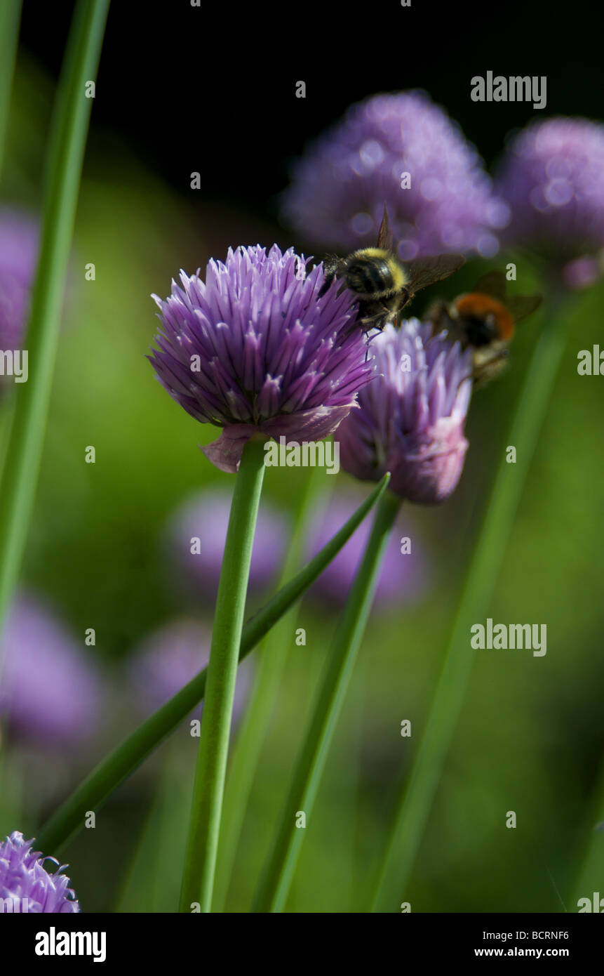 Deux abeilles à l'Œuvre dans un jardin Banque D'Images