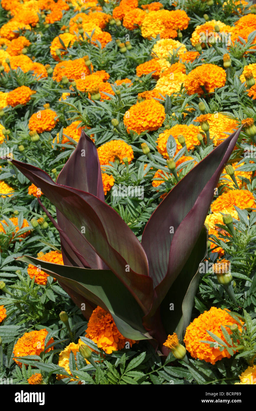 Jardin de fleurs de la frontière de l'Afrique prises à Calderstones Park, Liverpool, Royaume-Uni Banque D'Images