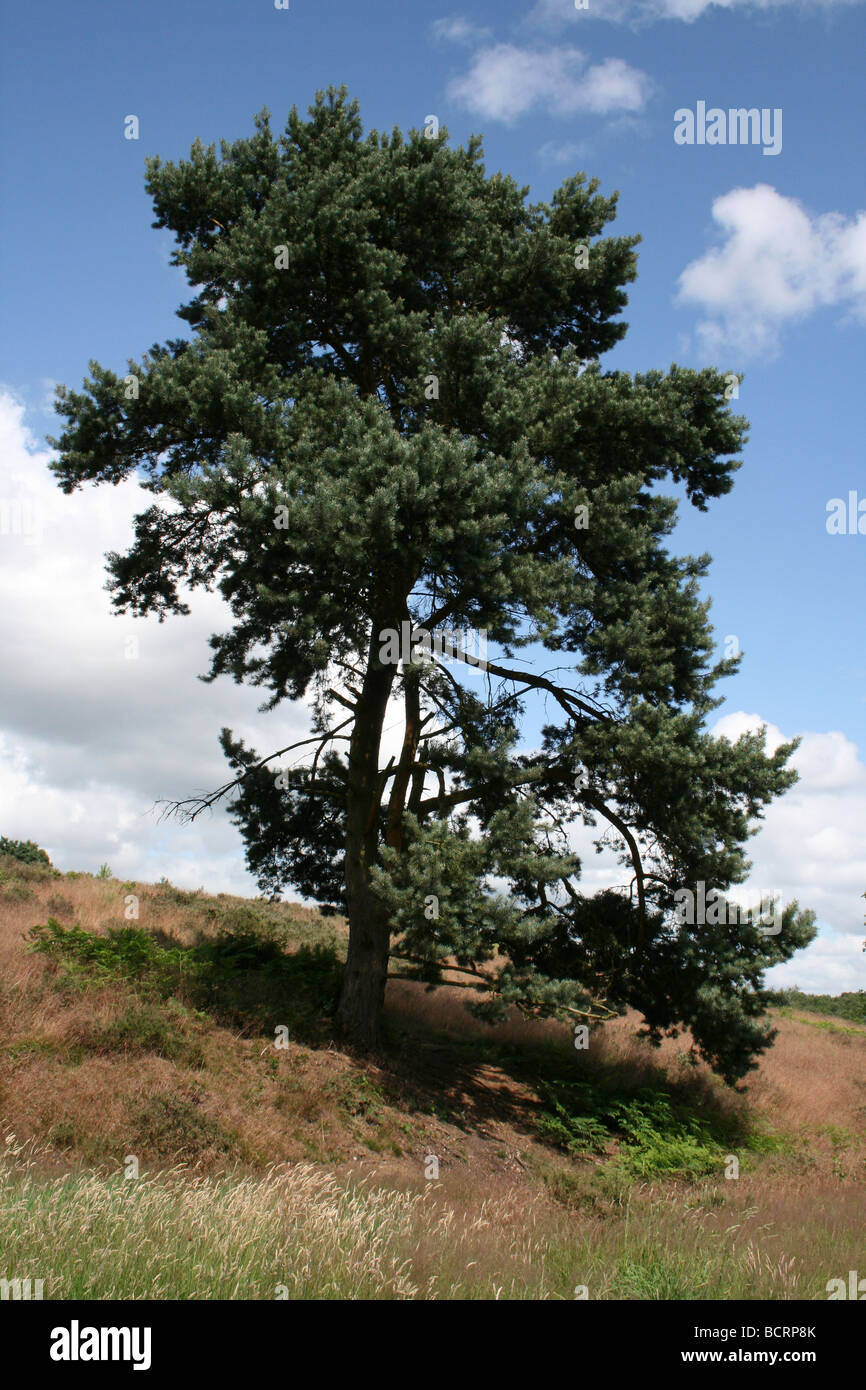 Pin sylvestre Pinus sylvestris sur Cannock Chase, England, UK Banque D'Images