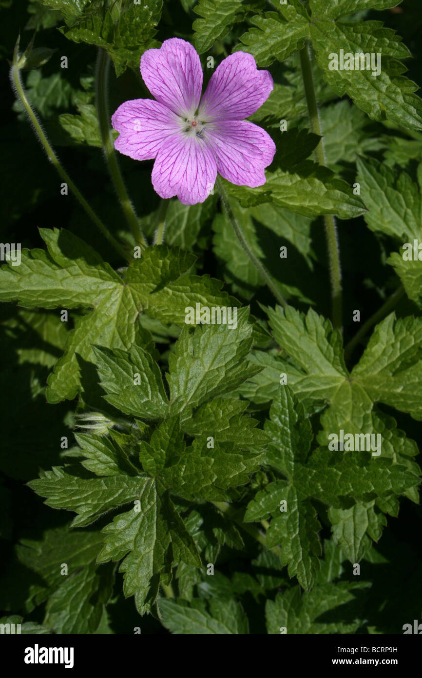 Le géranium sanguin (Druce G. endressi × G. versicolor) dans un jardin anglais Banque D'Images