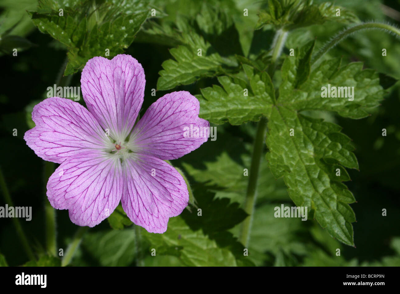 Le géranium sanguin (Druce G. endressi × G. versicolor) dans un jardin anglais Banque D'Images