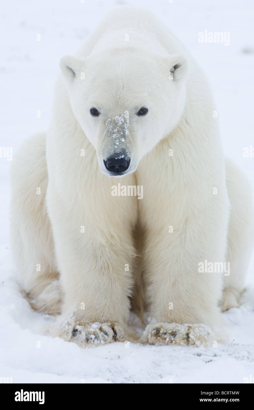 L'ours polaire grand mâle portrait Banque D'Images