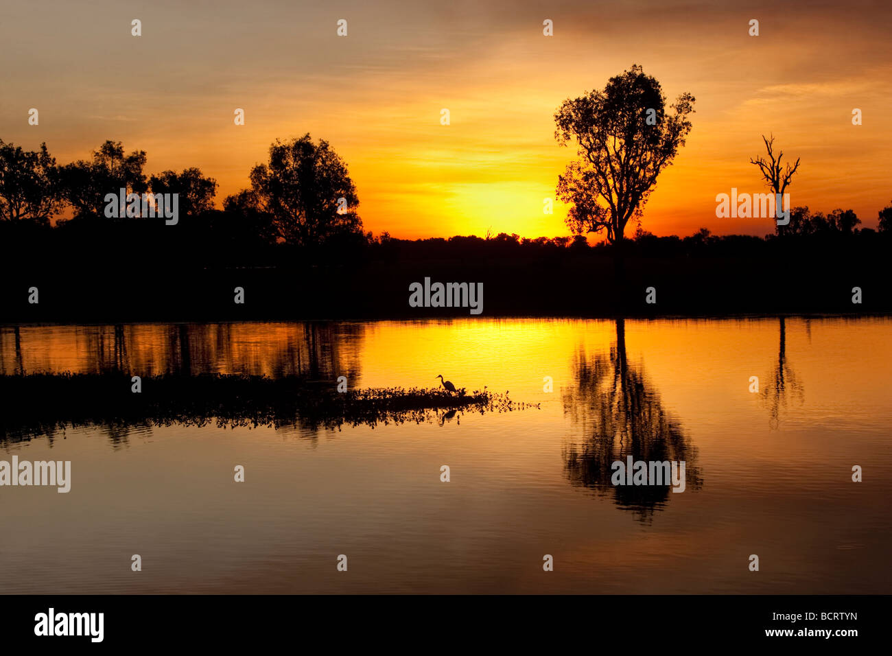 Une aigrette au coucher du soleil, pêche à l'eau jaune billabong, le Kakadu National Park Banque D'Images