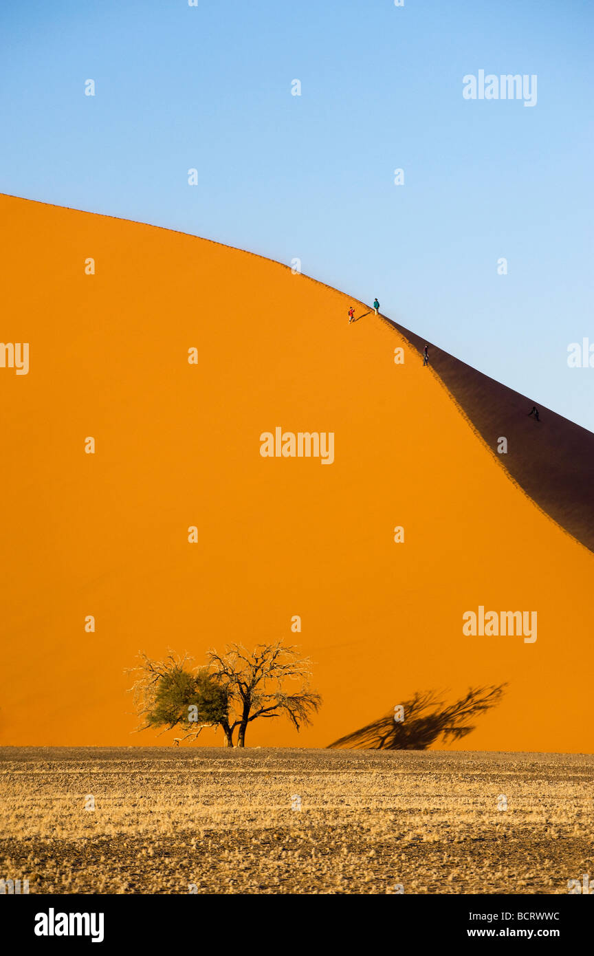 Afrique du Sud Namibie Sossusvlei sable de dune bush sec arbre ombre séché forme Vlei désert désert désert rude désert froid des déchets Banque D'Images