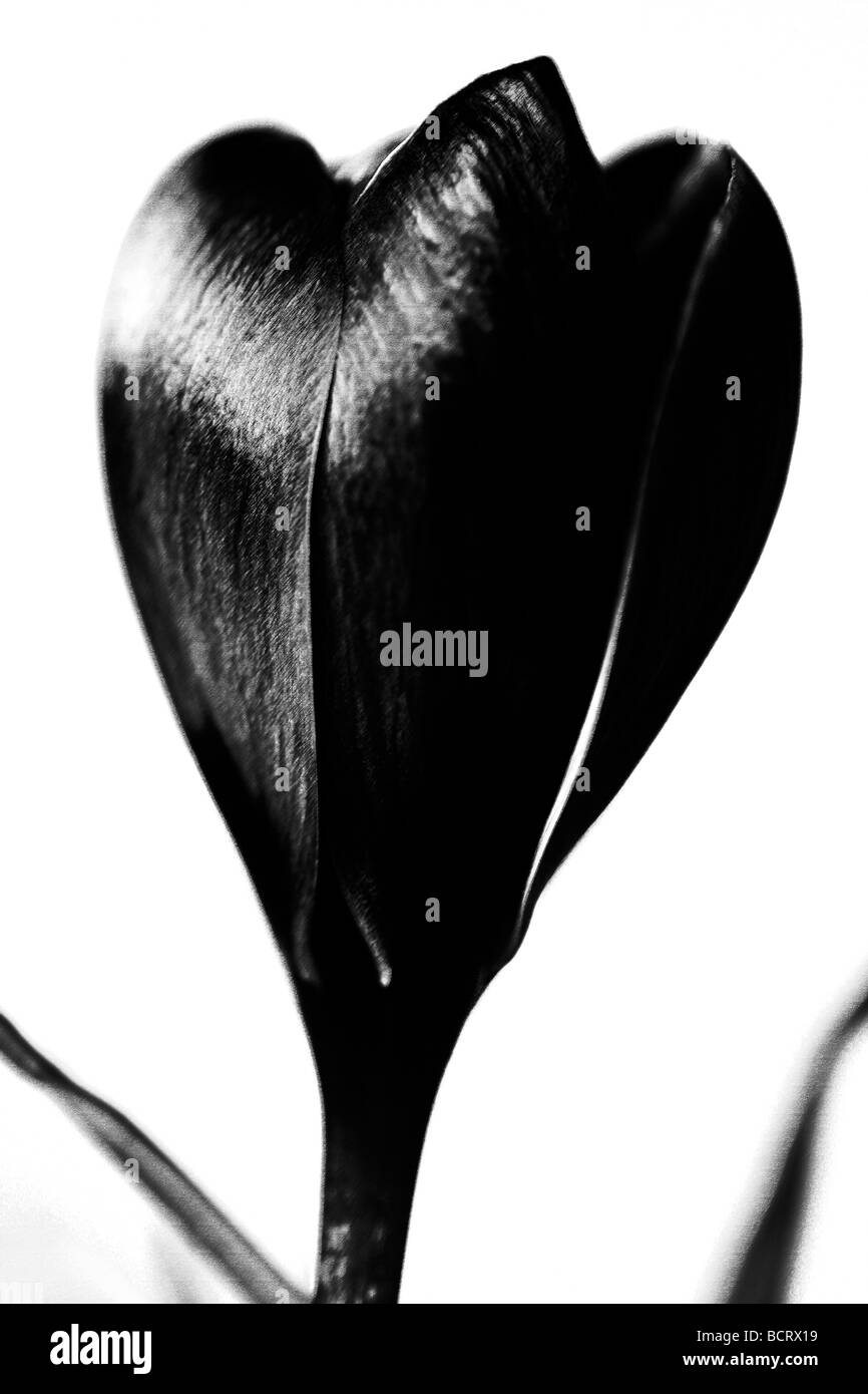 Image contemporaine de la crocus classique en noir et blanc fine art photography Photographie Jane Ann Butler JABP345 Banque D'Images