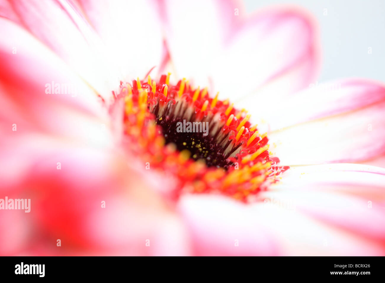 Frais et pur d'une image contemporaine à pointe rouge gerbera fine art photography Photographie Jane Ann Butler JABP357 Banque D'Images