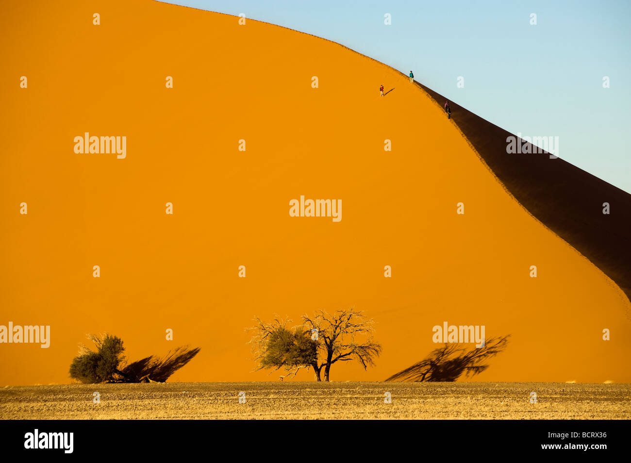 Afrique du Sud Namibie Sossusvlei sable de dune bush sec arbre ombre séché forme Vlei désert désert désert rude désert froid des déchets Banque D'Images
