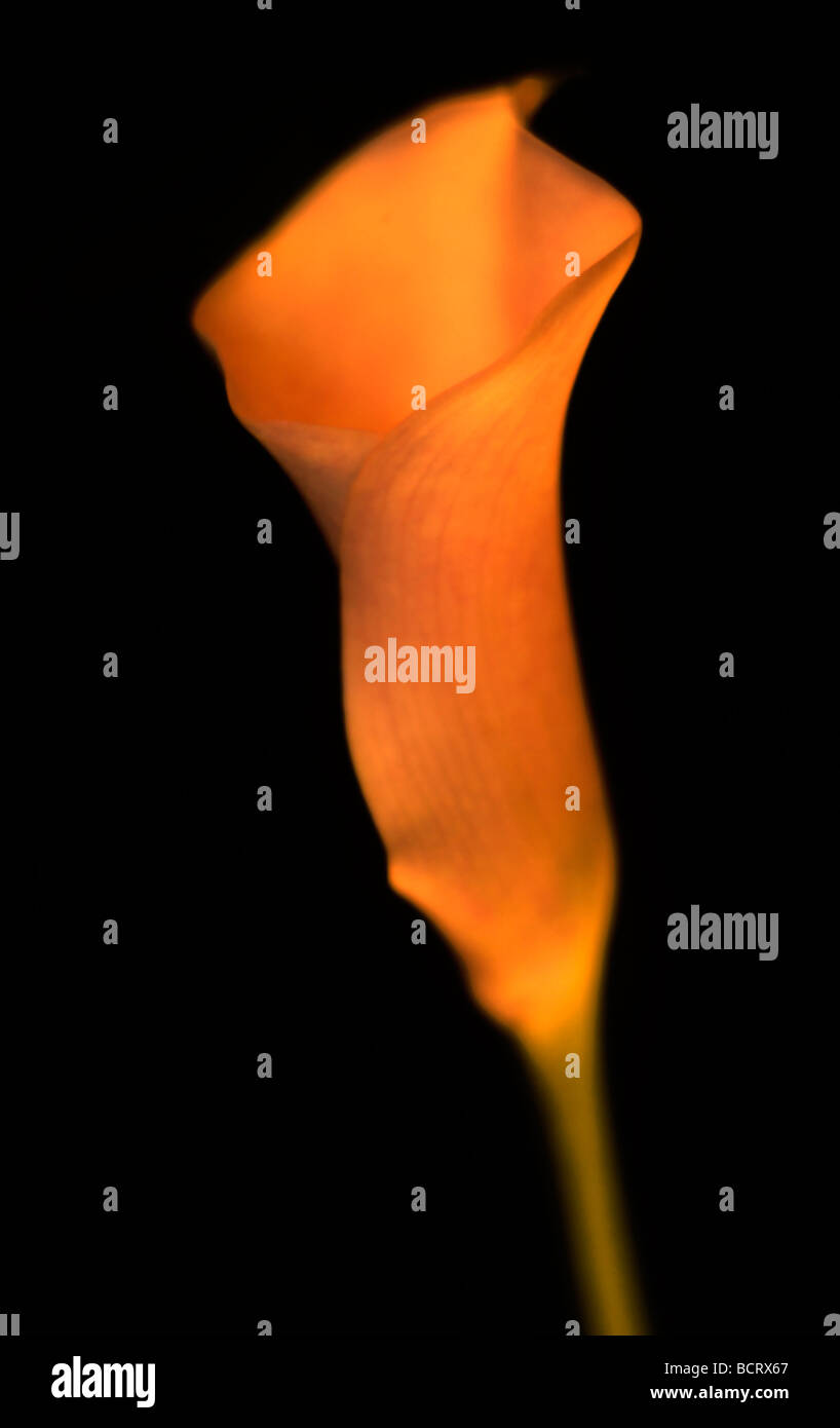 Magnifique demeure contemporaine calla objet fine art photography Photographie Jane Ann Butler JABP353 Banque D'Images