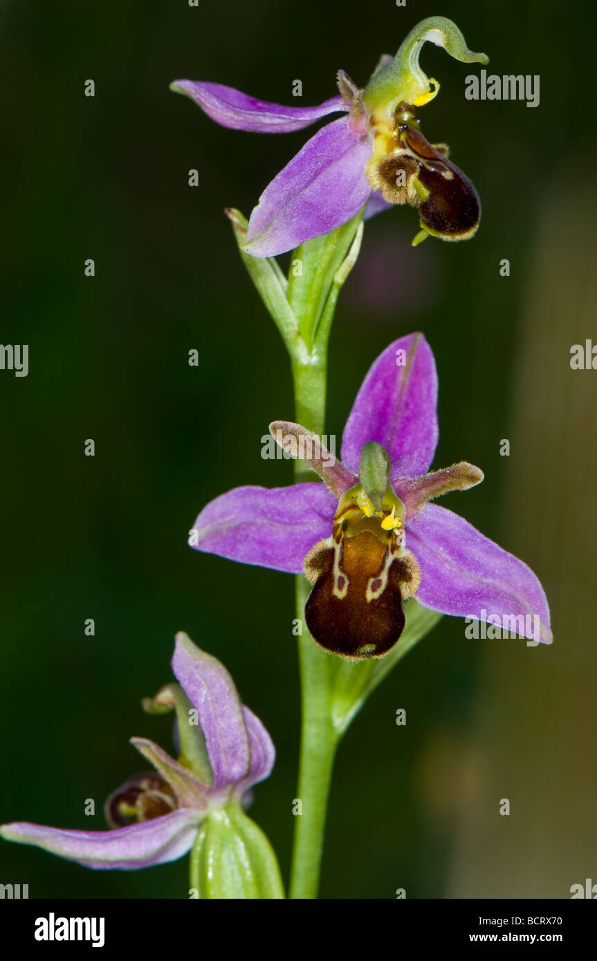 Close-up d'une orchidée abeille dans une prairie Banque D'Images