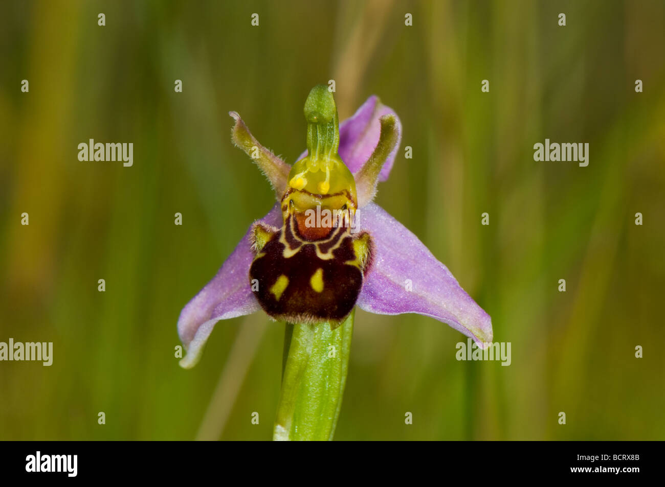Close-up d'une orchidée abeille dans une prairie Banque D'Images