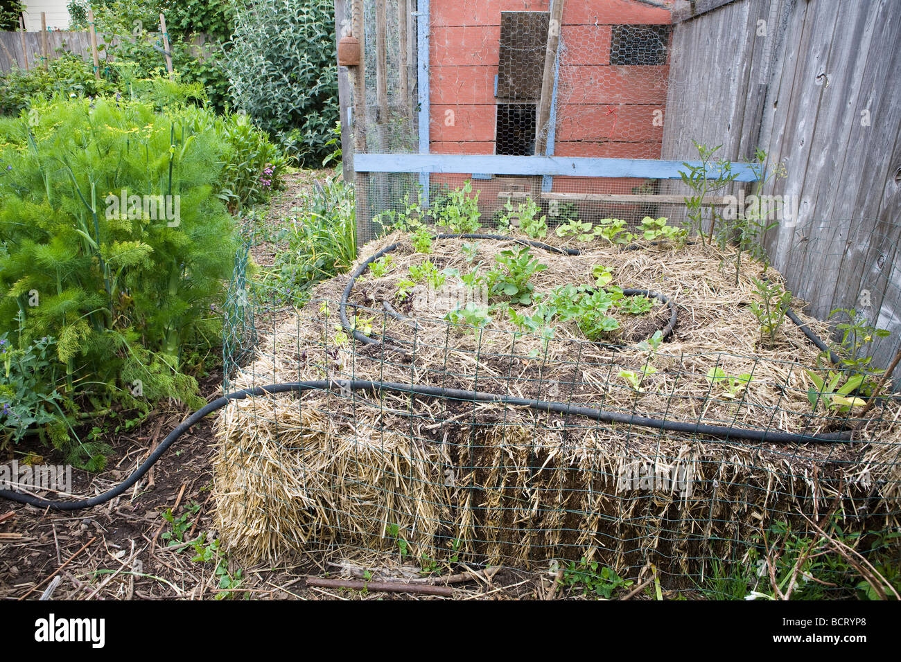 Balles de foin et de compost soulevées bed lit de légumes avec boyau suintant dans Amy Stewart s garden Banque D'Images