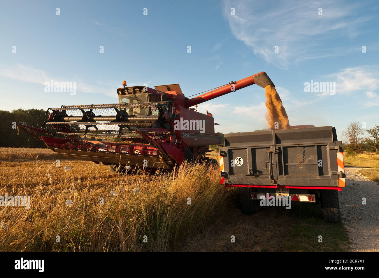 Case International 1660 Moissonneuse-batteuse, l'exercice de grain dans trailer - France. Banque D'Images