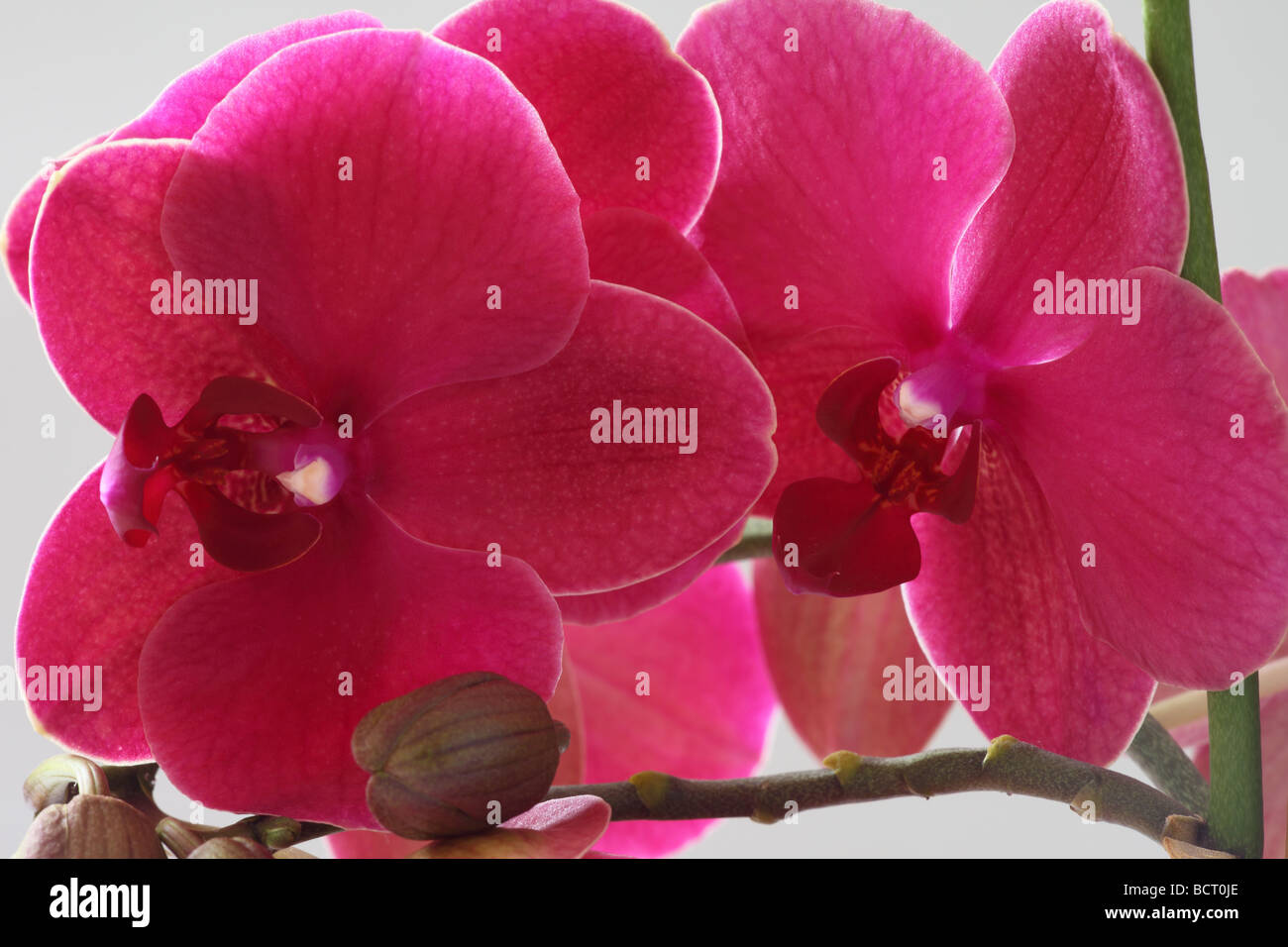 Orchidée pourpre fleurs orchidées phalaenopsis close up Banque D'Images