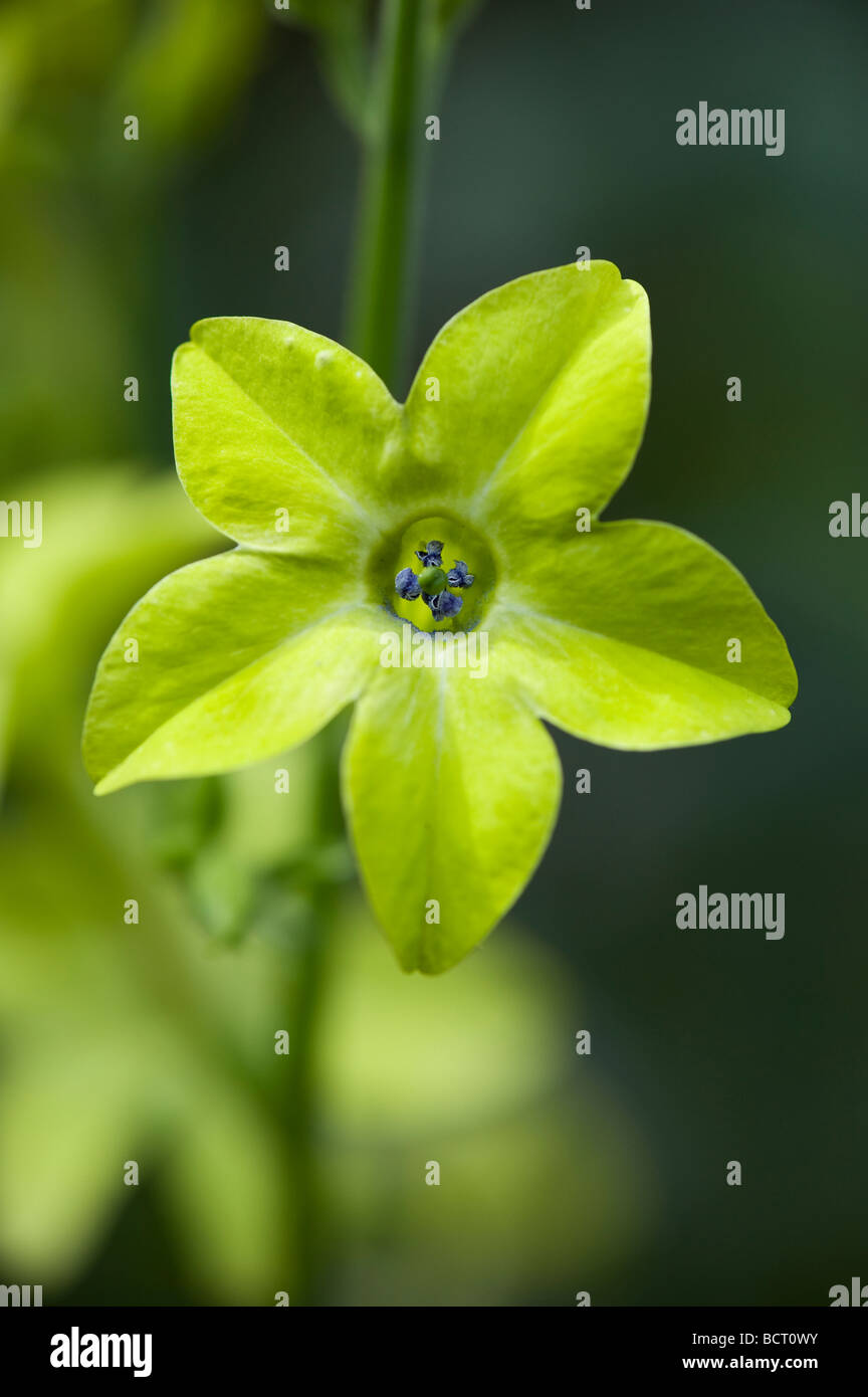 Nicotiana 'Lime Green' fleur, plante de tabac 'Lime Green'. Nicotiana alata 'Lime Green' Banque D'Images