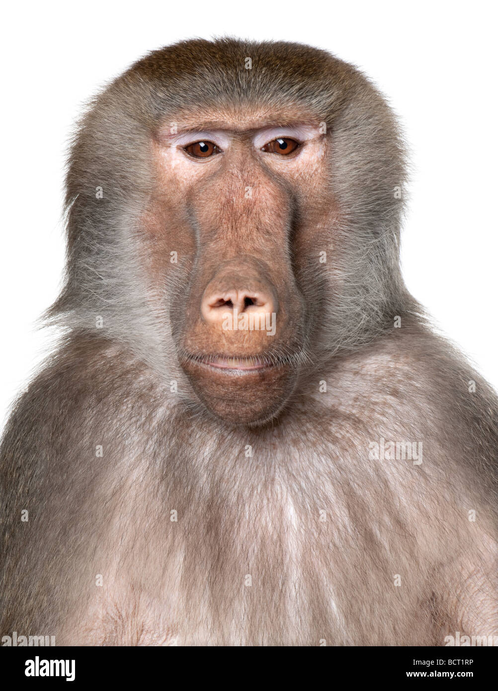 Gros plan sur une tête de babouin, Simia hamadryas, devant un fond blanc, studio shot Banque D'Images