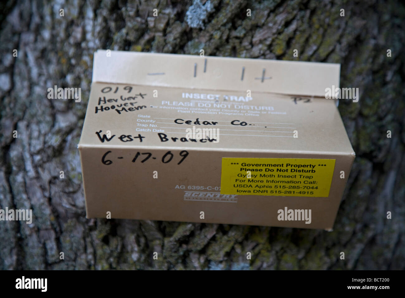 La Direction générale de l'Ouest l'Iowa un piège à insectes spongieuse sur un arbre au Site Historique National Herbert Hoover Banque D'Images