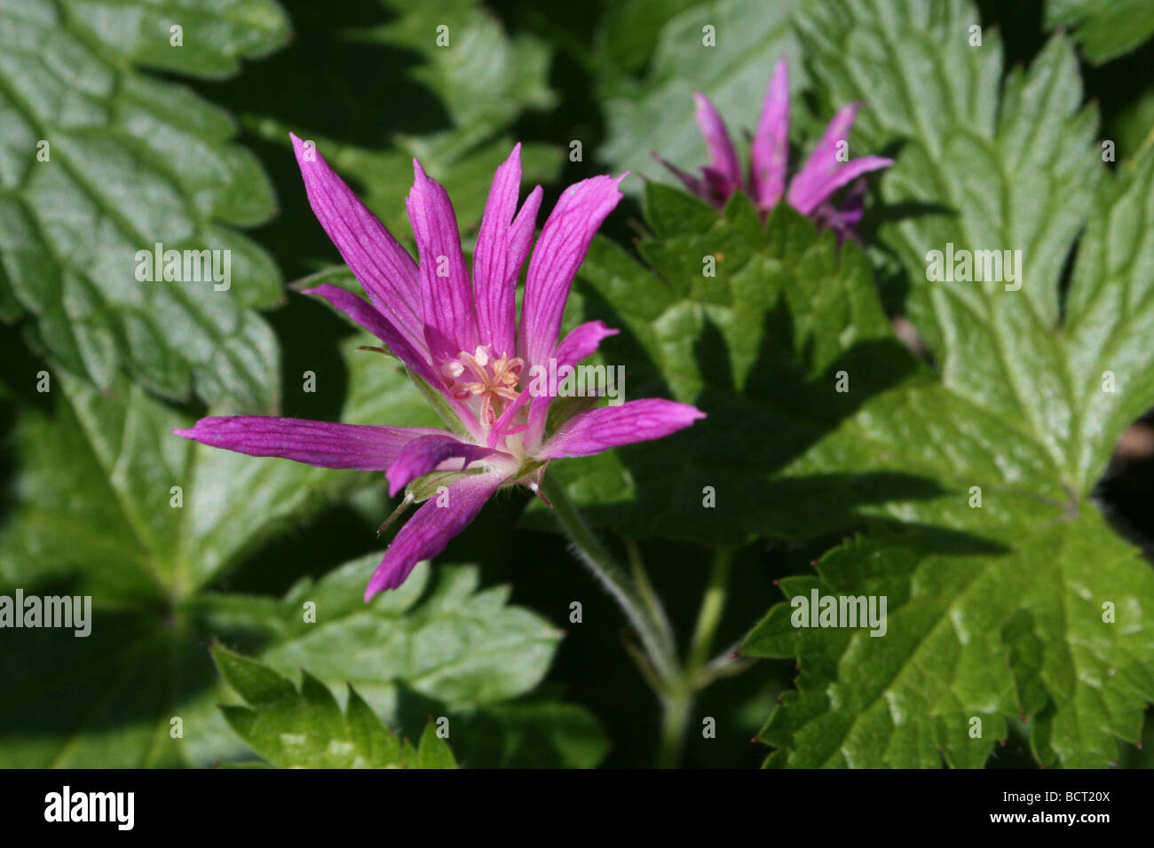 Geranium x oxonianum 'Thurstonianum' Banque D'Images