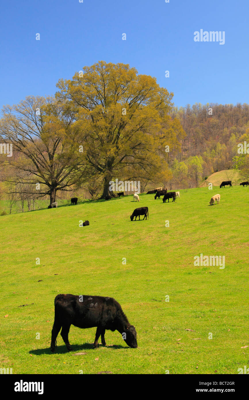 Le bétail à Roseland ferme Nelson County en Virginie Banque D'Images