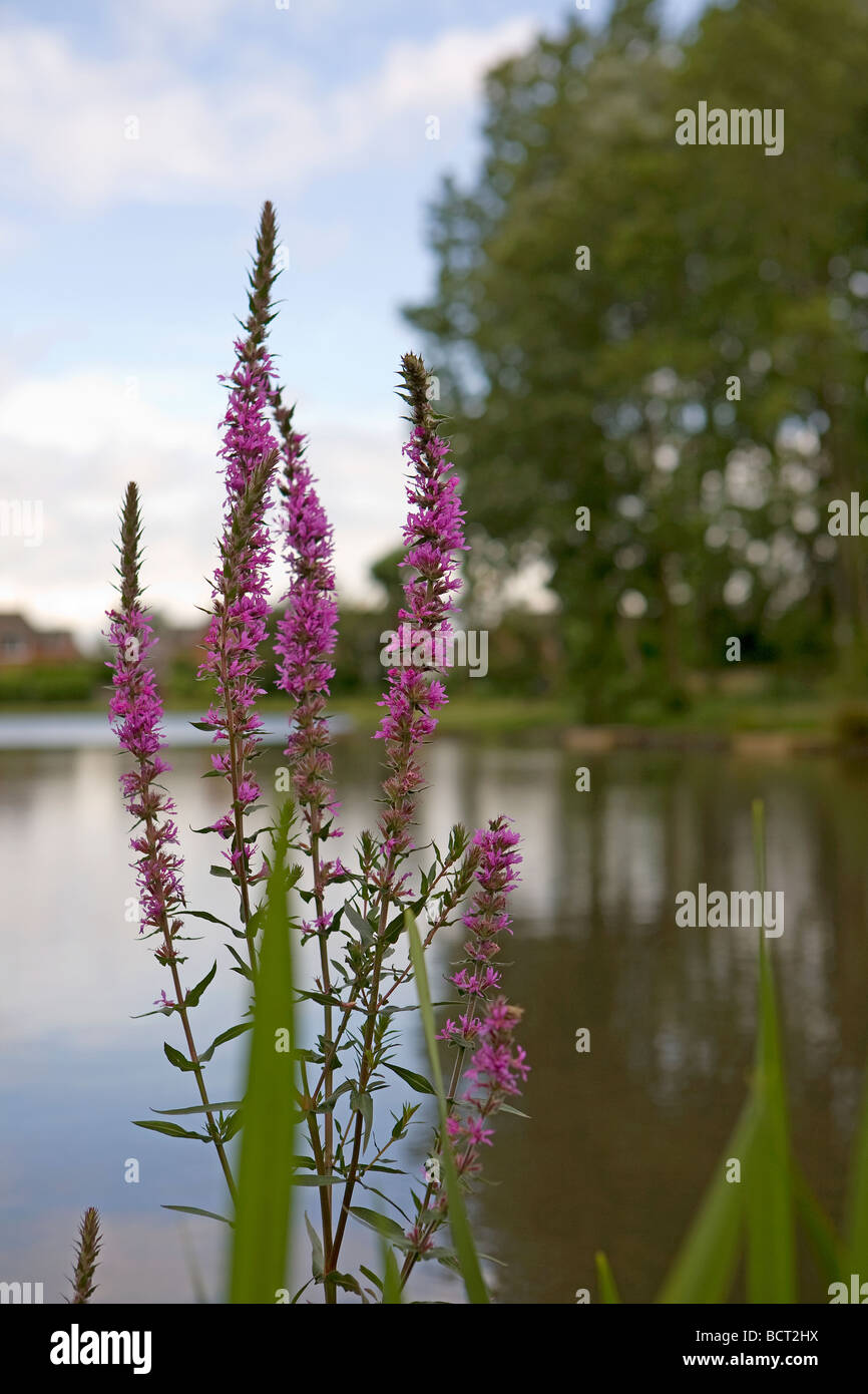 Un cluster de la salicaire (Lythrum Salicaria) sur la Fosse de watersedge Ackers, Warrington, Cheshire, Royaume-Uni Banque D'Images