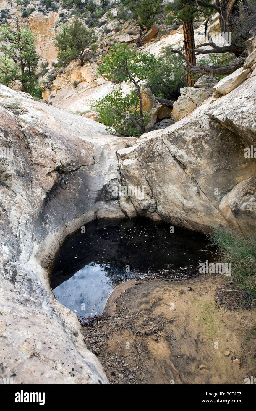 Piscine de l'eau, appelé tinaja, dans la région de Dixie National Forest, Utah, une partie du Grand Escalier Escalante National Monument area Banque D'Images