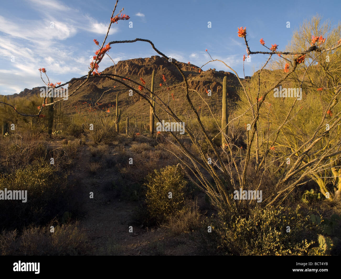 Lumière du soir sur la floraison de Tucson Mountain Park, Arizona Banque D'Images