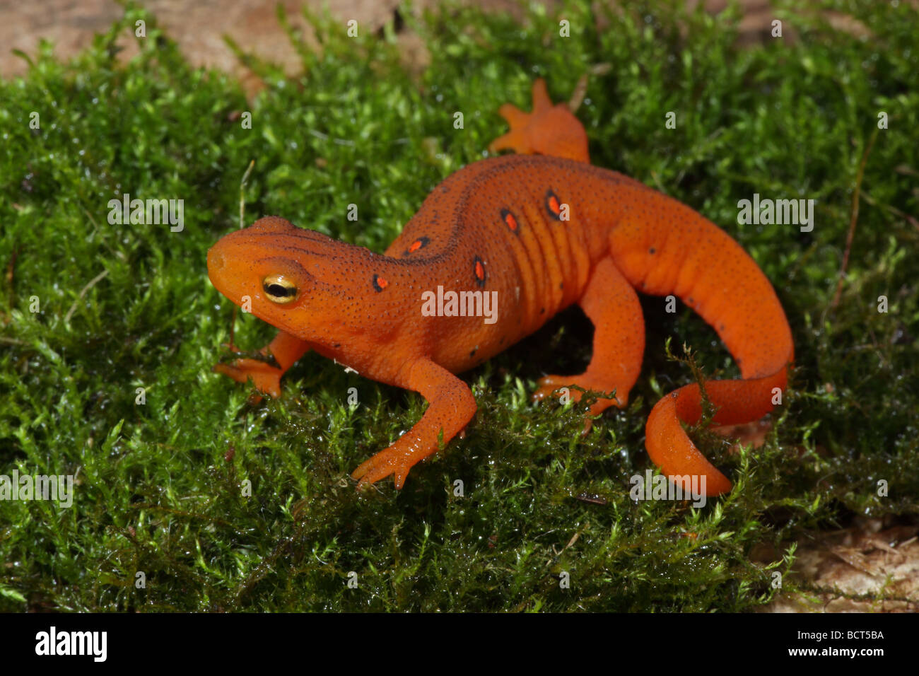 Tef - rouge stade juvénile terrestres de rouge Newt (Notophthalmus viridescens viridescens) New York - Etats-Unis Banque D'Images