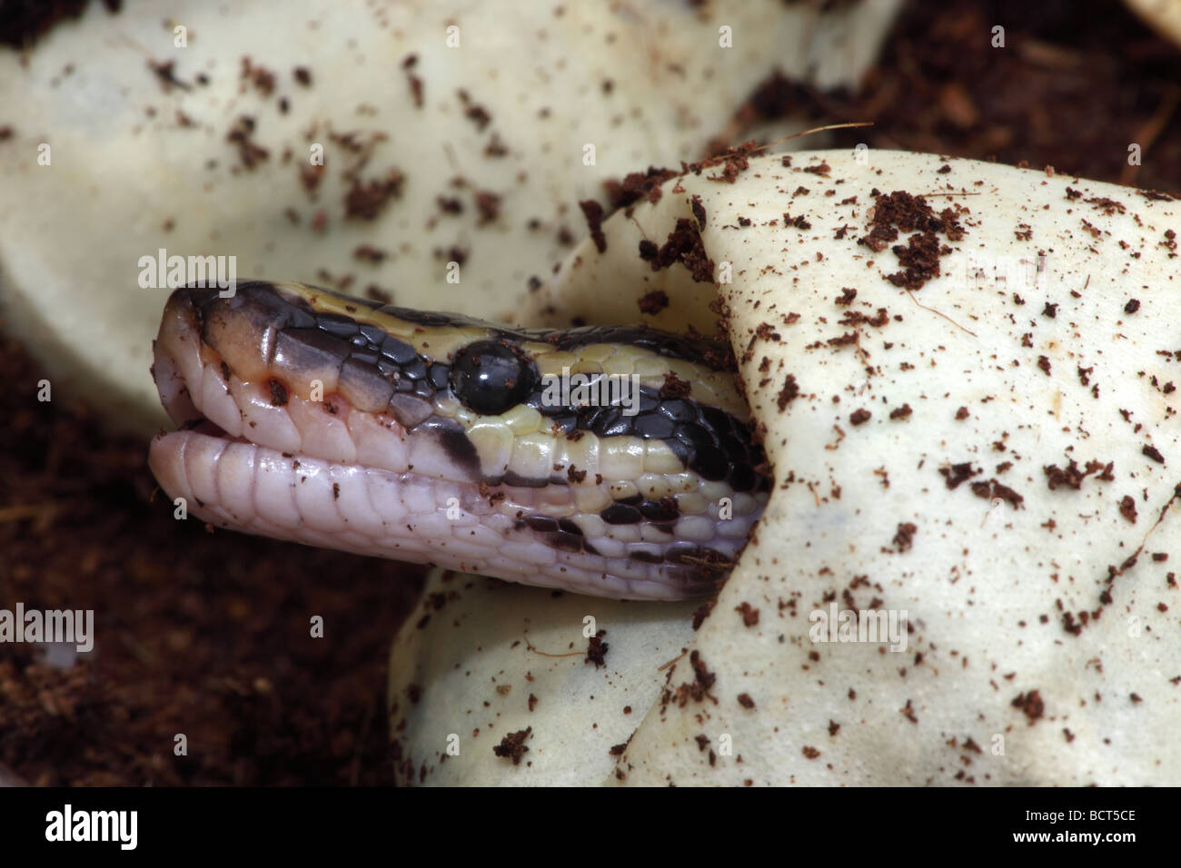 Ball Python (Python regius) de l'œuf à couver en captivité - originaires d'Afrique Banque D'Images