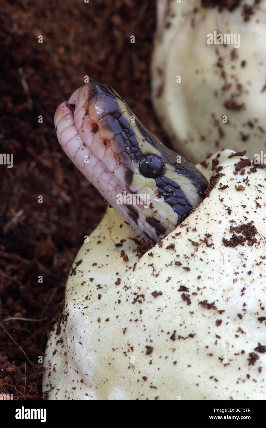 Ball Python (Python regius) de l'œuf à couver en captivité - originaires d'Afrique Banque D'Images