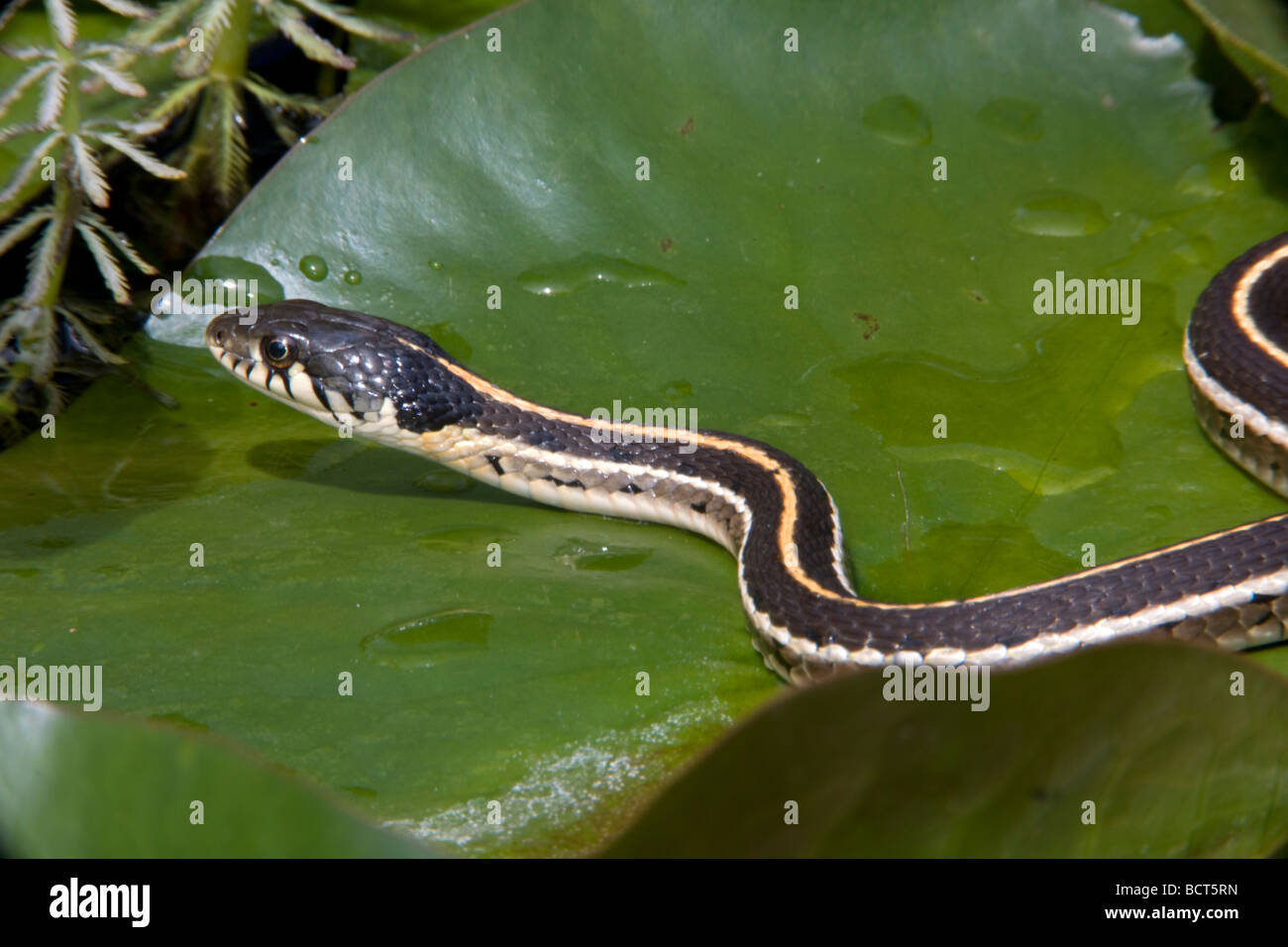Black-necked (Thamnophis) cyrtopsis Az - USA - Semi-aquatique - dans l'étang avec des nénuphars Banque D'Images