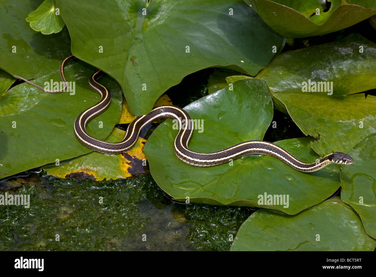 Black-necked (Thamnophis) cyrtopsis Az - USA - Semi-aquatique - dans l'étang avec des nénuphars Banque D'Images