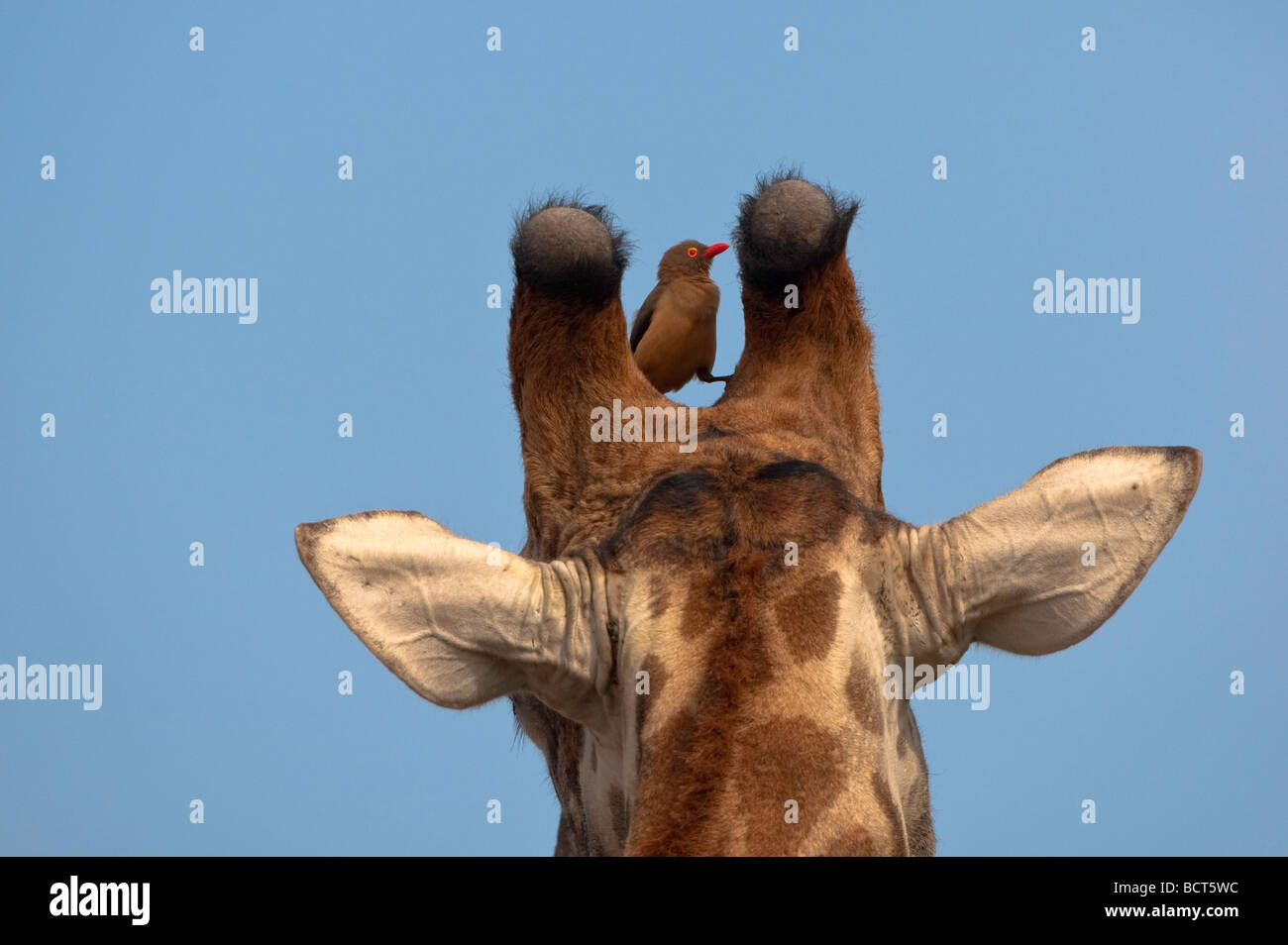 La girafe et l'redbilled oxpecker Banque D'Images