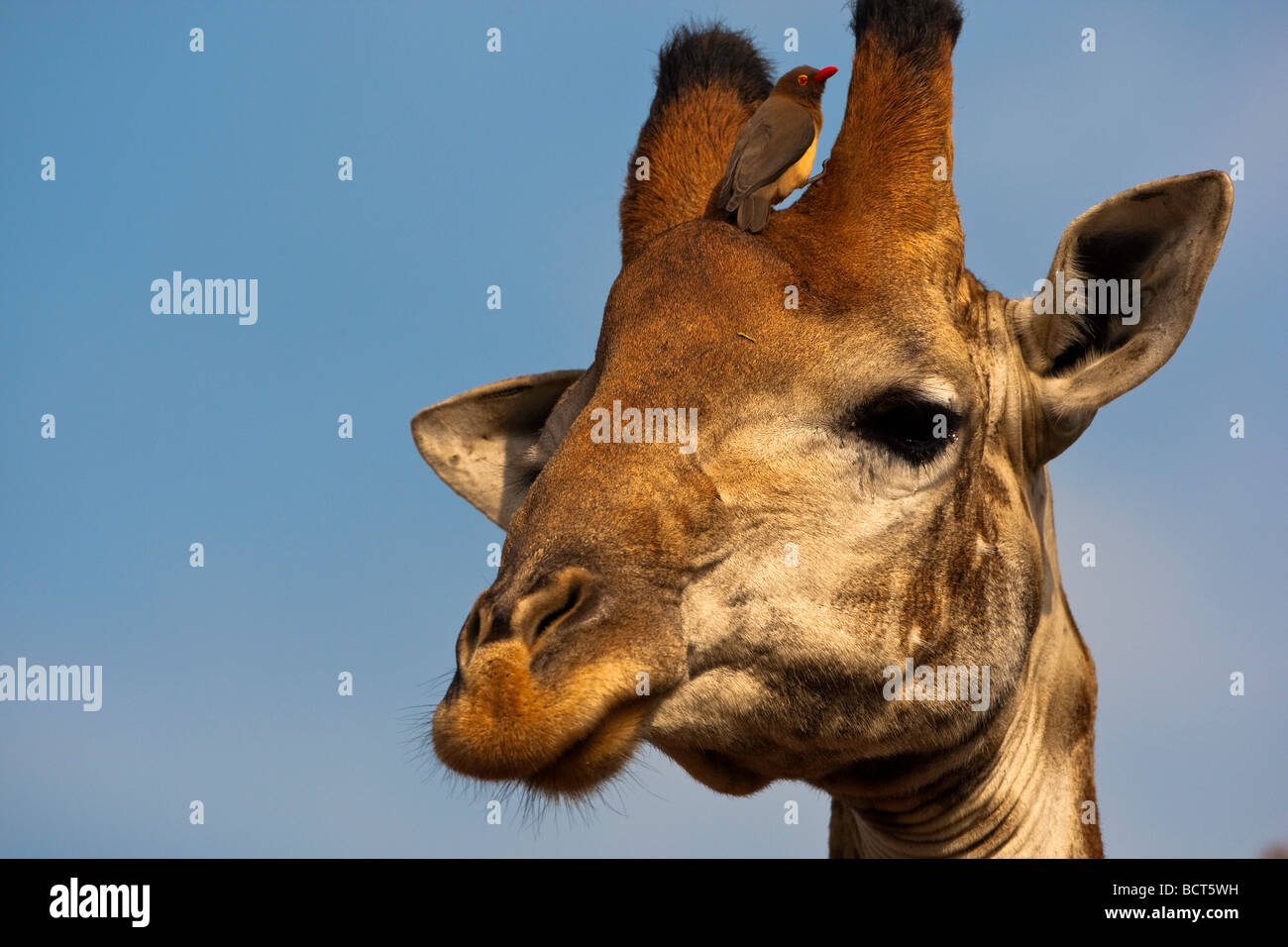 La girafe et l'redbilled oxpecker Banque D'Images