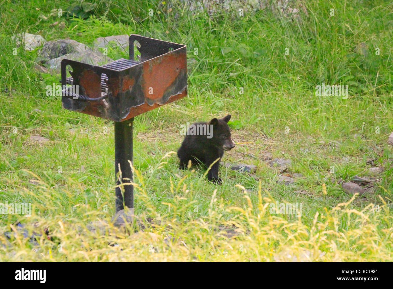 Ourson noir se distingue par grill dans Elkwallow Picnic Ground le Parc National Shenandoah en Virginie Banque D'Images