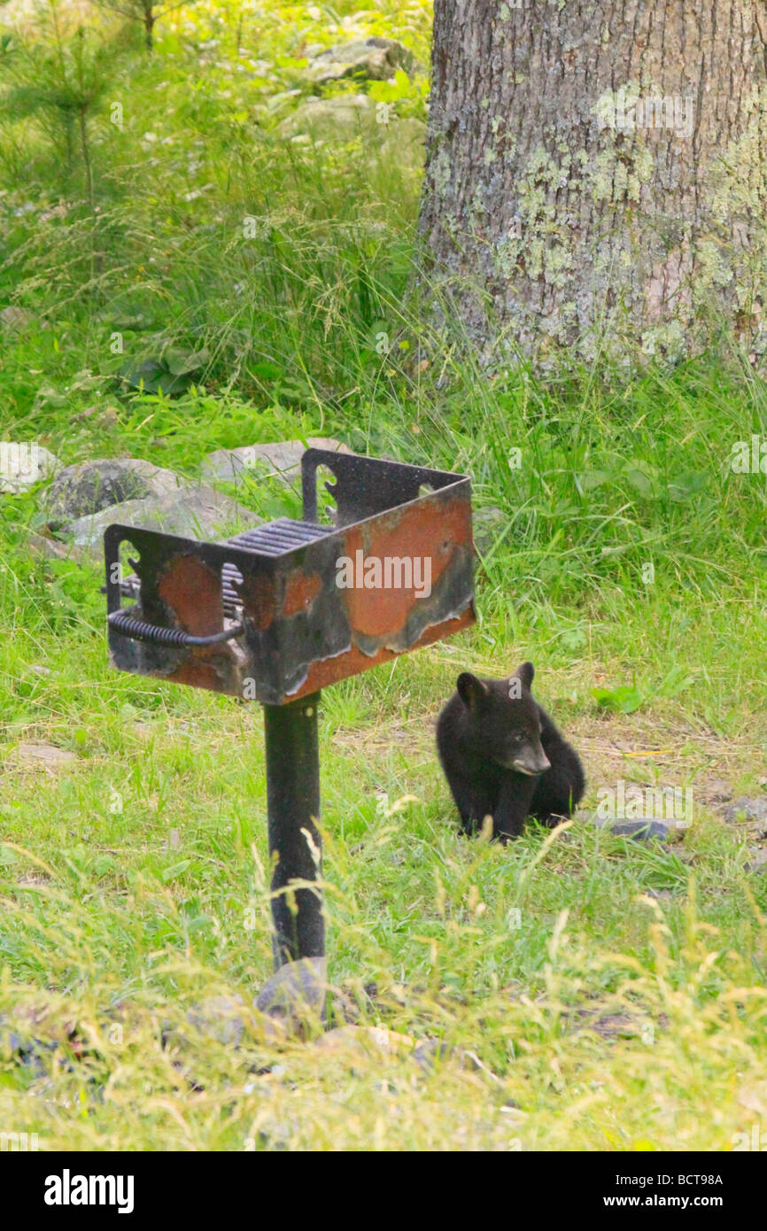 Ourson noir se trouve à côté de grill dans Elkwallow Picnic Ground le Parc National Shenandoah en Virginie Banque D'Images
