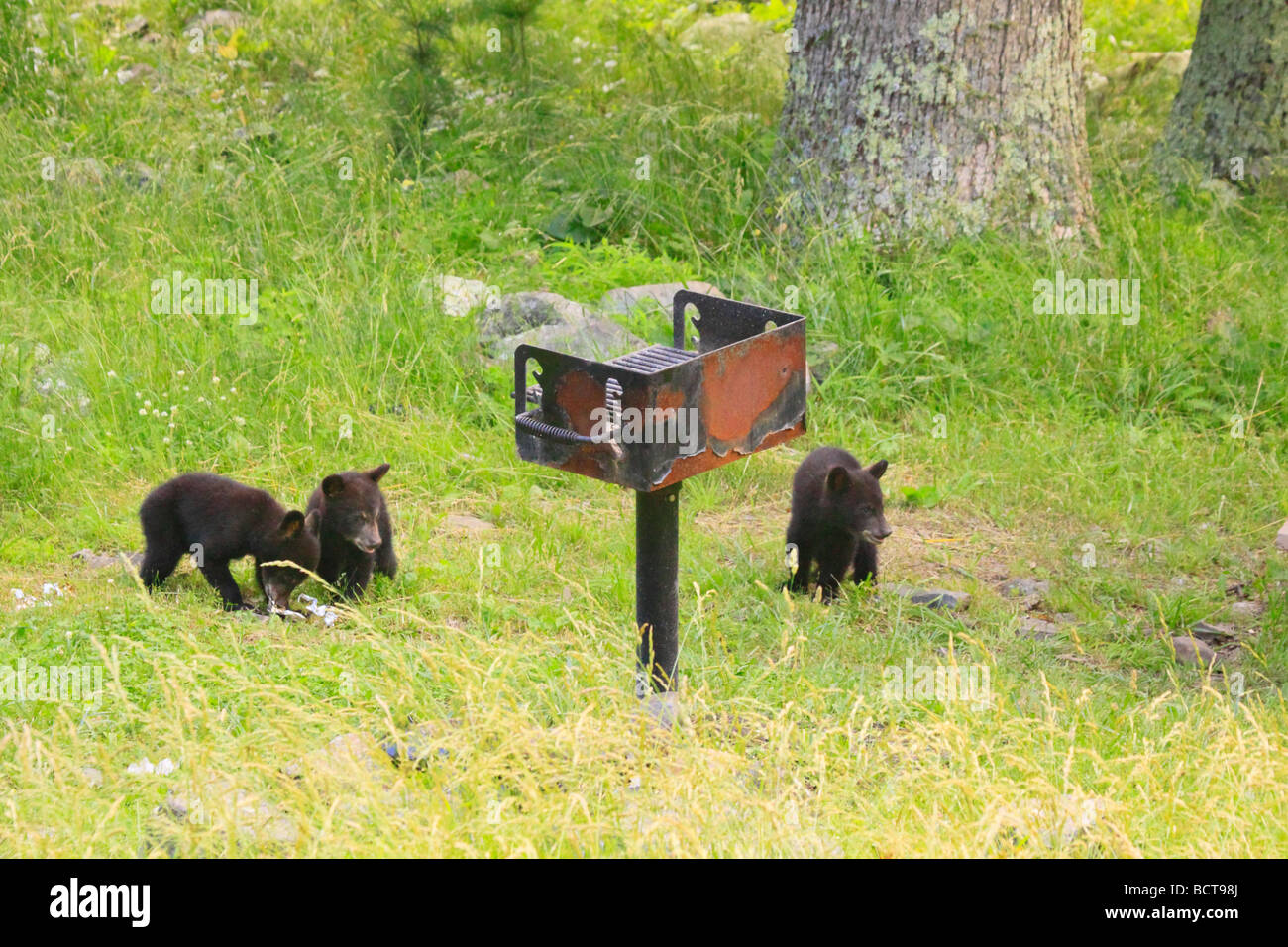 Black Bear cub triplets enquêter sur la litière dans Elkwallow Picnic Ground le Parc National Shenandoah en Virginie Banque D'Images