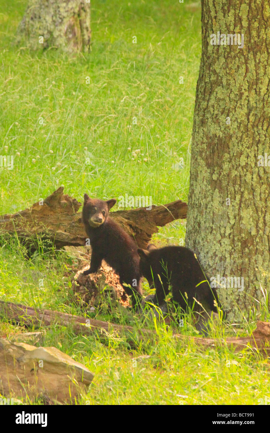 Deux oursons noirs s'ébattre dans Elkwallow Picnic Ground le Parc National Shenandoah en Virginie Banque D'Images