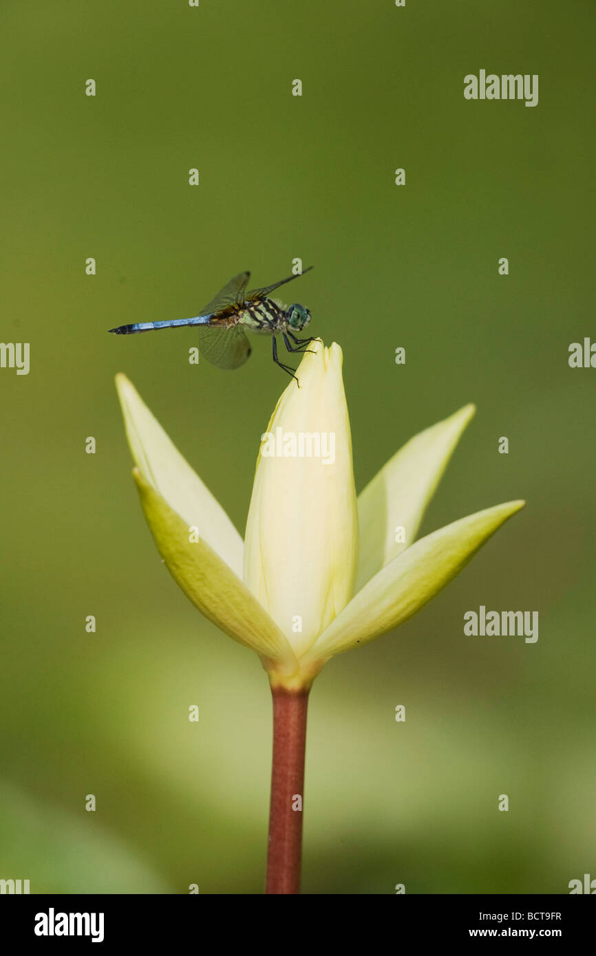 Dasher bleu Pachydiplax longipennis Sinton Corpus Christi Texas USA Coastal Bend Banque D'Images