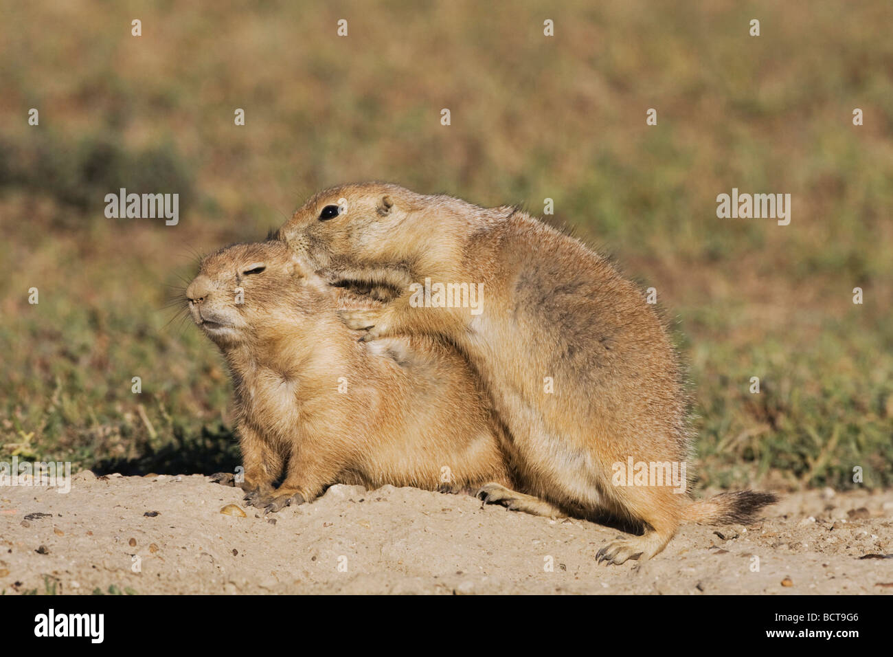 Black Chien de prairie Cynomys ludovicianus jeune à den jouer Parc National Theodore Roosevelt Badlands du Dakota du Nord, USA Banque D'Images
