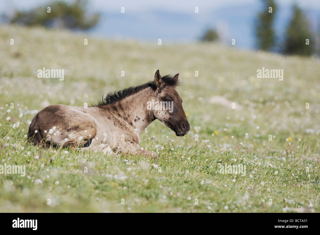 Cheval Mustang Equus ferus Pryor Mountain Wild Horse gamme Montana USA Banque D'Images